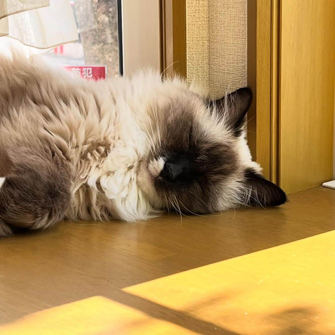 takegaeruのインスタグラム：「守りたい この寝顔❤️  #cat #猫 #ragdoll #ラグドール #ホワイトポッチーズ」