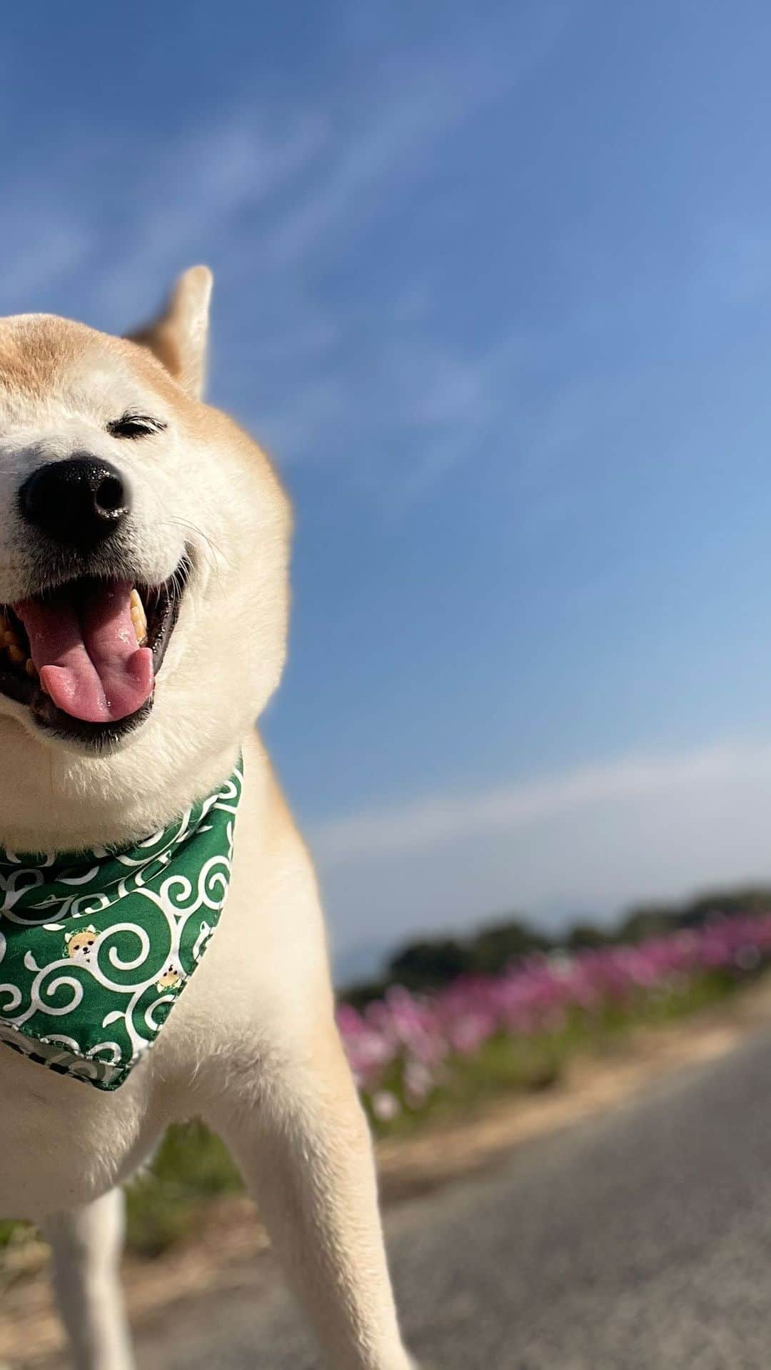 豆助左衛門（まめすけざえもん）のインスタグラム：「🐾  最近の動画編集ってすごいね☘️ 写真選ぶだけで作れちゃう。  これは作っている途中から号泣もんやったけどね😭💕  豆と家族になって 本当に毎日が愛おしくて💕 子育て終了🙌仕事退職🌸 した私の白黒の日常に あかしろあお… たくさんのキラキラした 色をくれたのが豆ちゃま🍀  こんな動画作るとねー なんだかいつも号泣しちゃうんだよね😊💦  愛おしい毎日を本当にありがとう🍀 時々ウザいのか吠えられます😭しゅん😞  やだ…  自分に酔っちゃってる🤣  …………………………………………🖋 #徳島柴ちゃん会　#shiba #徳島 #豆柴　#shibainu #dog #柴犬 #anicas#amazonpets #豆助座衛門　#犬」