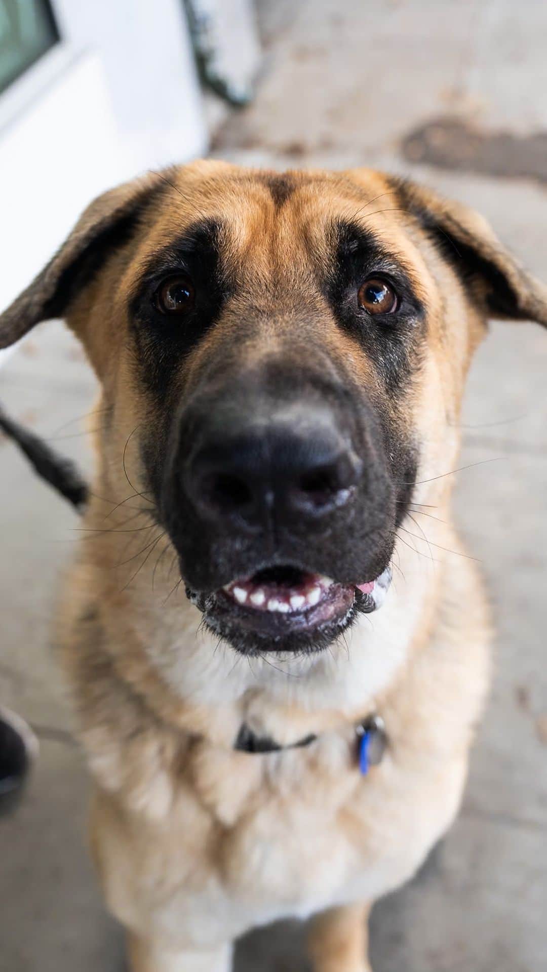The Dogistのインスタグラム：「Odie, German Shepherd/Anatolian Shepherd mix (1 y/o), Larchmont & West 1st St., Los Angeles, CA • “We rescued him about six months ago, and he’s just the best dog ever. He’s big and goofy. He weighs about 135. He just loves everybody and everything. We have two other dogs, a cat, and a bunny, and he’s good with everybody. We’re so spoiled – we’re like, how can anyone not love this dog and give him up? But he’s big and we understand. We just feel lucky we got him.” A rescue via @westsidegsr」