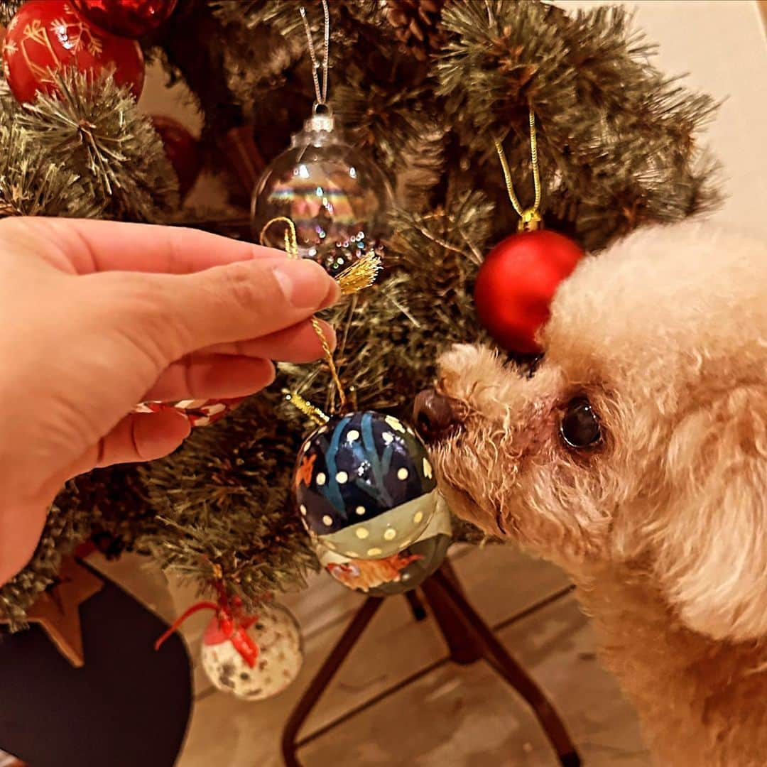 里田まいのインスタグラム：「昨夜、クリスマスツリーを出しました2023。  オーナメントをつける子供たちを、去年より安心して見ていられた気がして、成長を感じた(^^)  ハルがちょっと興味津々だった。  ツリーの飾り付けでは成長を感じたけど、  今朝起きてきて4歳の娘が、  『プレゼントはぁ？！サンタさん来てない😭🎄』と朝からメソメソフガフガしてる姿を見て、  やっぱりまだまだだなw思いました😆  ツリーを飾ったからといってすぐサンタさんがくるわけではございません⚠️  いやー、師走ですなぁ〜」