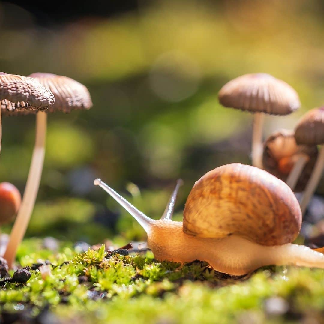 アニマルプラネットのインスタグラム：「Slow but steady - you'll get through the week! 🐌🍄  📷: Kim Wilkinson  #invertebrates #fungus」