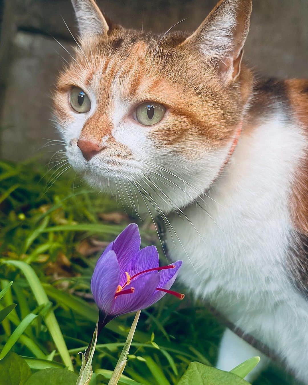 山田稔明さんのインスタグラム写真 - (山田稔明Instagram)「おはよ。季節外れのあたたかさで咲いた花とチミータ。この花なんていうんだったかな。 #ポチ実 #三毛猫」11月9日 9時15分 - toshiakiyamada