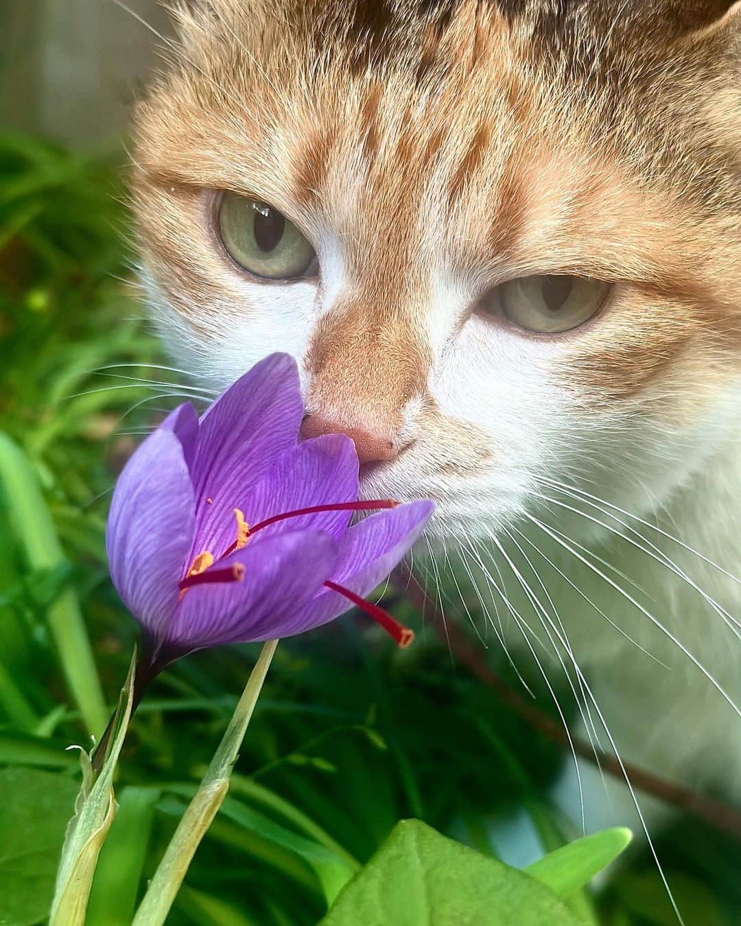 山田稔明さんのインスタグラム写真 - (山田稔明Instagram)「おはよ。季節外れのあたたかさで咲いた花とチミータ。この花なんていうんだったかな。 #ポチ実 #三毛猫」11月9日 9時15分 - toshiakiyamada