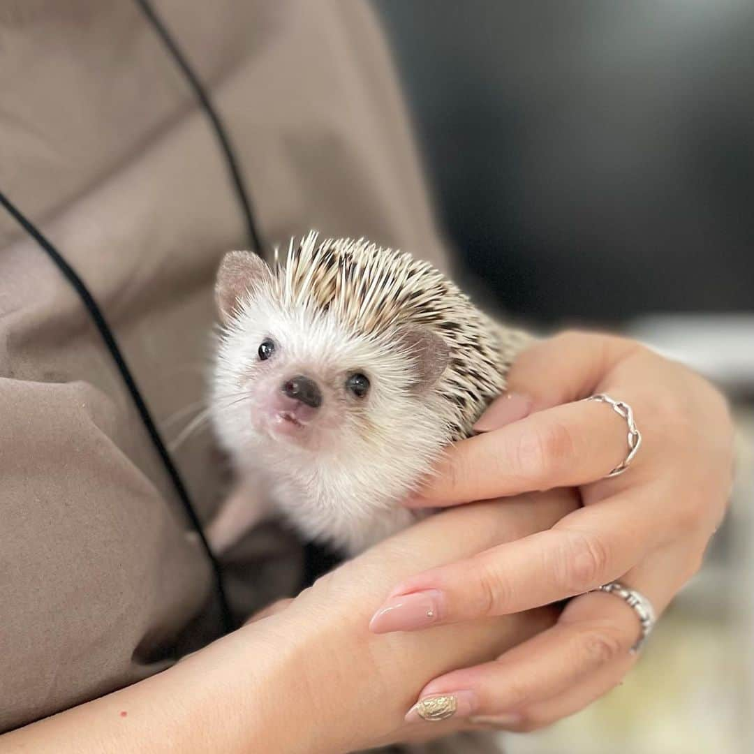 ラド&ティンクさんのインスタグラム写真 - (ラド&ティンクInstagram)「hedgehog party Ⅱ  群馬のハリ会でのお写真  1枚目　穏やかエピちゃん　@hari__chig  ラドパパとお揃いハリカラー。チョコチップカラー、可愛い❤️  2枚目  ハリサークル女の子版 （投稿したら写真サイズ変わっちゃった😭😭） エピ、シェリ、アンジュ　@hari__chig  姫丸、夢丸、桃丸　@nn1213nt  チェリー　@marble_jiro  フラン　@rado_pompon   3枚目  男の子同士なのに仲良しの リアムとピケくん　@pikekun_room   4枚目　@nn1213nt さんママに抱いてもらったリアム  5枚目　ハリサークル動画版  6枚目　ずっと走ってるピノくん　@pote_rate_chai   楽しかったね❤️❤️❤️  #ハリ会in群馬 #はりねずみ #ハリネズミ #針鼠 #igersjp #pecotv #hedgehog #hedgie」11月9日 9時23分 - rado_pompon