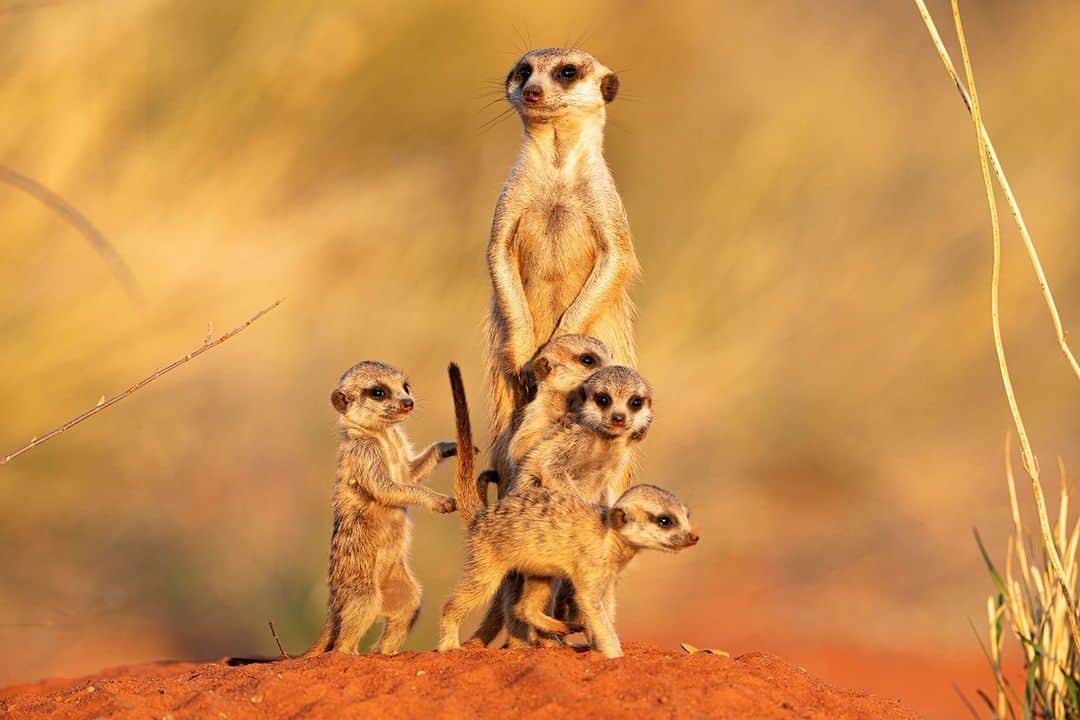 のインスタグラム：「The Meerkat lookout team is always prepared 🐾🔭  To take this epic image Neil had to face the challenging environment of low light and a spider-ridden ground which he had to lay on to get the perfect angle!  It was very brave of you @thetravelingphotographer - the image was worth it 💪  #canonuk #mycanon #canon_photography」