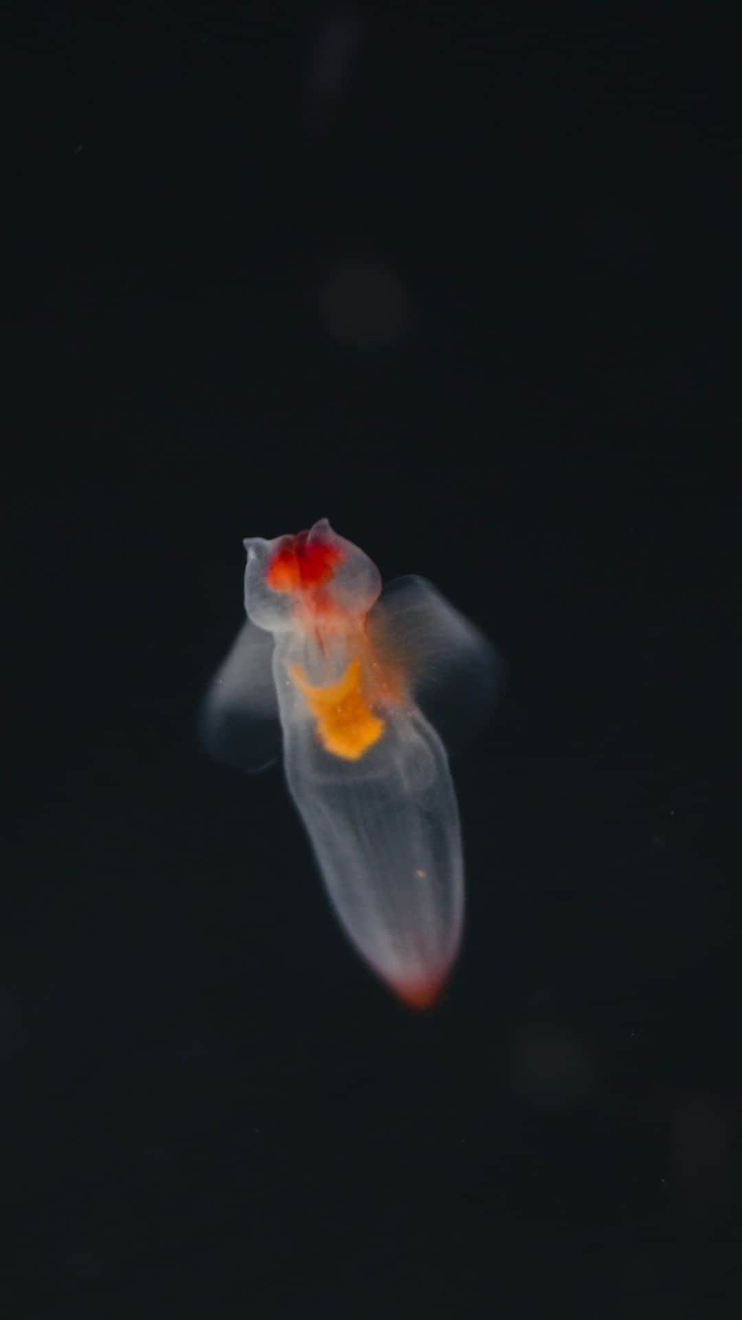 ナショナルジオグラフィックのインスタグラム：「Video by @estherhorvath | A sea angel swims in an aquarium aboard the research vessel Polarstern during an Arctic expedition. The enigmatic Clione limacina was caught with a net attached to an ROV about 10 meters (3 ft) under the sea ice, allowing scientists to observe the species. Sea angels are protandric hermaphrodites—they start life as males and can morph into females later in life for reproductive advantage. They feed almost exclusively on the shellfish known as sea butterflies. Sea angels use tentacles in their mouths to grab prey and search for the shell opening—where they use special hooks to pull out the body of the prey. Sea angels also have the extraordinary ability to survive for a year without food. Please follow me @estherhorvath for more polar science stories.」