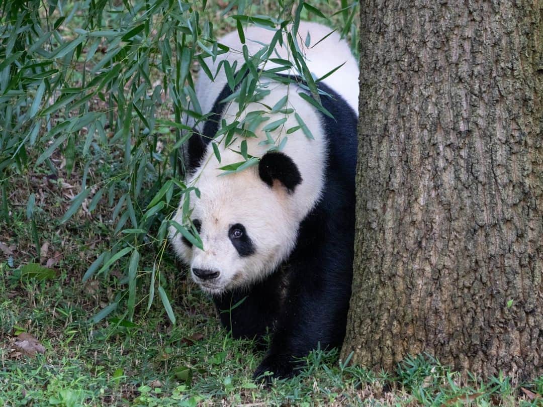 スミソニアン国立動物園さんのインスタグラム写真 - (スミソニアン国立動物園Instagram)「🐼✈️❤️ Giant pandas Tian Tian, Mei Xiang and Xiao Qi Ji began their journey to China this morning. They departed the Smithsonian’s National Zoo and Conservation Biology Institute at 9:31 a.m. EST for Dulles International Airport in northern Virginia where they will board a dedicated and custom-decaled FedEx Panda Express Boeing 777F aircraft. The approximately 19-hour, trans-Pacific flight from Washington, D.C., to Chengdu, China, will include a brief refueling stop in Anchorage, Alaska.  . . .  First thing this morning, the panda team finalized preparations for the pandas’ departure. After receiving their breakfast, each panda entered their individual, custom travel crate, which they have been acclimating to over the past several weeks. One by one, Mei Xiang, Tian Tian and Xiao Qi Ji’s crates were moved onto a forklift that traveled carefully out of the David M. Rubenstein Family Giant Panda Habitat. They were then loaded onto FedEx trucks before departing the Zoo.  . . .  Brandie Smith, the John and Adrienne Mars director of NZCBI, was joined by Minister Xu Xueyuan from the Embassy of the People’s Republic of China, FedEx and animal care staff to say goodbye.  . . .  Learn more: https://s.si.edu/3SsczGh. (Link in bio.) . . . @Smithsonian #PandaStory . . .  Photo 1: Nov. 8, 2023. Giant pandas Mei Xiang, Tian Tian and Xiao Qi Ji depart the Smithsonian's National Zoo and Conservation Biology Institute. Photo 2: Giant panda Xiao Qi Ji at the Panda Palooza celebration Sept. 23, 2023. Photo 3: Giant panda Tian Tian explores his outdoor habitat Sept. 11, 2023. Photo 4: Giant panda Mei Xiang at her 25th birthday celebration July 22, 2023.」11月9日 1時06分 - smithsonianzoo