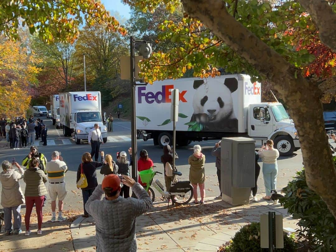 スミソニアン国立動物園のインスタグラム：「🐼✈️❤️ Giant pandas Tian Tian, Mei Xiang and Xiao Qi Ji began their journey to China this morning. They departed the Smithsonian’s National Zoo and Conservation Biology Institute at 9:31 a.m. EST for Dulles International Airport in northern Virginia where they will board a dedicated and custom-decaled FedEx Panda Express Boeing 777F aircraft. The approximately 19-hour, trans-Pacific flight from Washington, D.C., to Chengdu, China, will include a brief refueling stop in Anchorage, Alaska.  . . .  First thing this morning, the panda team finalized preparations for the pandas’ departure. After receiving their breakfast, each panda entered their individual, custom travel crate, which they have been acclimating to over the past several weeks. One by one, Mei Xiang, Tian Tian and Xiao Qi Ji’s crates were moved onto a forklift that traveled carefully out of the David M. Rubenstein Family Giant Panda Habitat. They were then loaded onto FedEx trucks before departing the Zoo.  . . .  Brandie Smith, the John and Adrienne Mars director of NZCBI, was joined by Minister Xu Xueyuan from the Embassy of the People’s Republic of China, FedEx and animal care staff to say goodbye.  . . .  Learn more: https://s.si.edu/3SsczGh. (Link in bio.) . . . @Smithsonian #PandaStory . . .  Photo 1: Nov. 8, 2023. Giant pandas Mei Xiang, Tian Tian and Xiao Qi Ji depart the Smithsonian's National Zoo and Conservation Biology Institute. Photo 2: Giant panda Xiao Qi Ji at the Panda Palooza celebration Sept. 23, 2023. Photo 3: Giant panda Tian Tian explores his outdoor habitat Sept. 11, 2023. Photo 4: Giant panda Mei Xiang at her 25th birthday celebration July 22, 2023.」