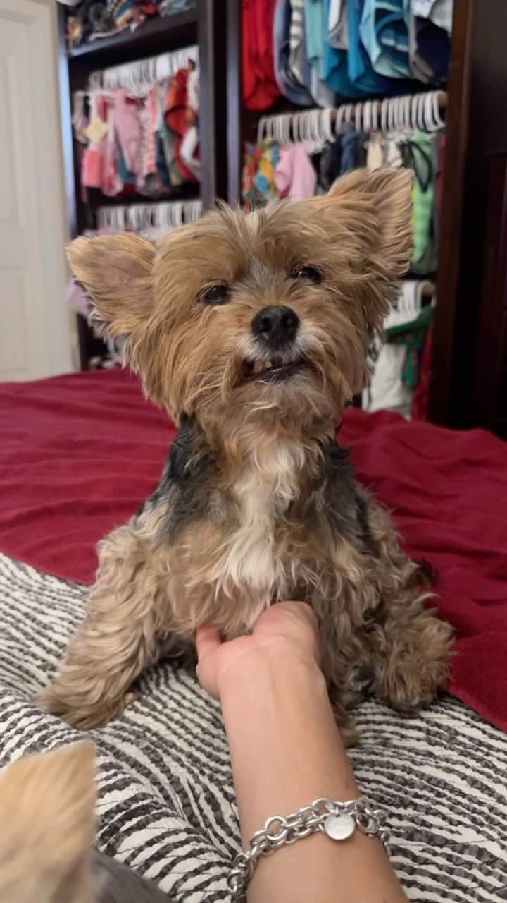 のインスタグラム：「Sammy 💭 I am mommy and daddy’s BEST FRIEND! 🤩♥️🫶🏼🥰❌⭕️ #BestFriend #ADogIsAGirlsBestFriend #DaddysBestFriend #MommysBestFriend #BFF❤️ #BestFriendsForever #TeddyBearYorkies #TeddyBearLove #ThatFaceThough #TeddyBearFace」