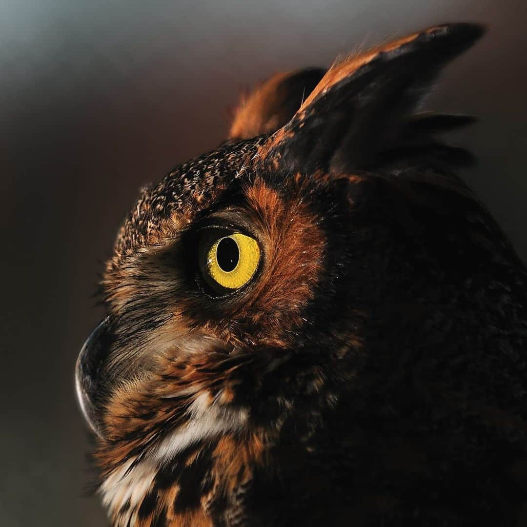 Keith Ladzinskiのインスタグラム：「Drawn to the light - Great Horned Owl, Florida Keys  - - #greathornedowl #floridaKeys」