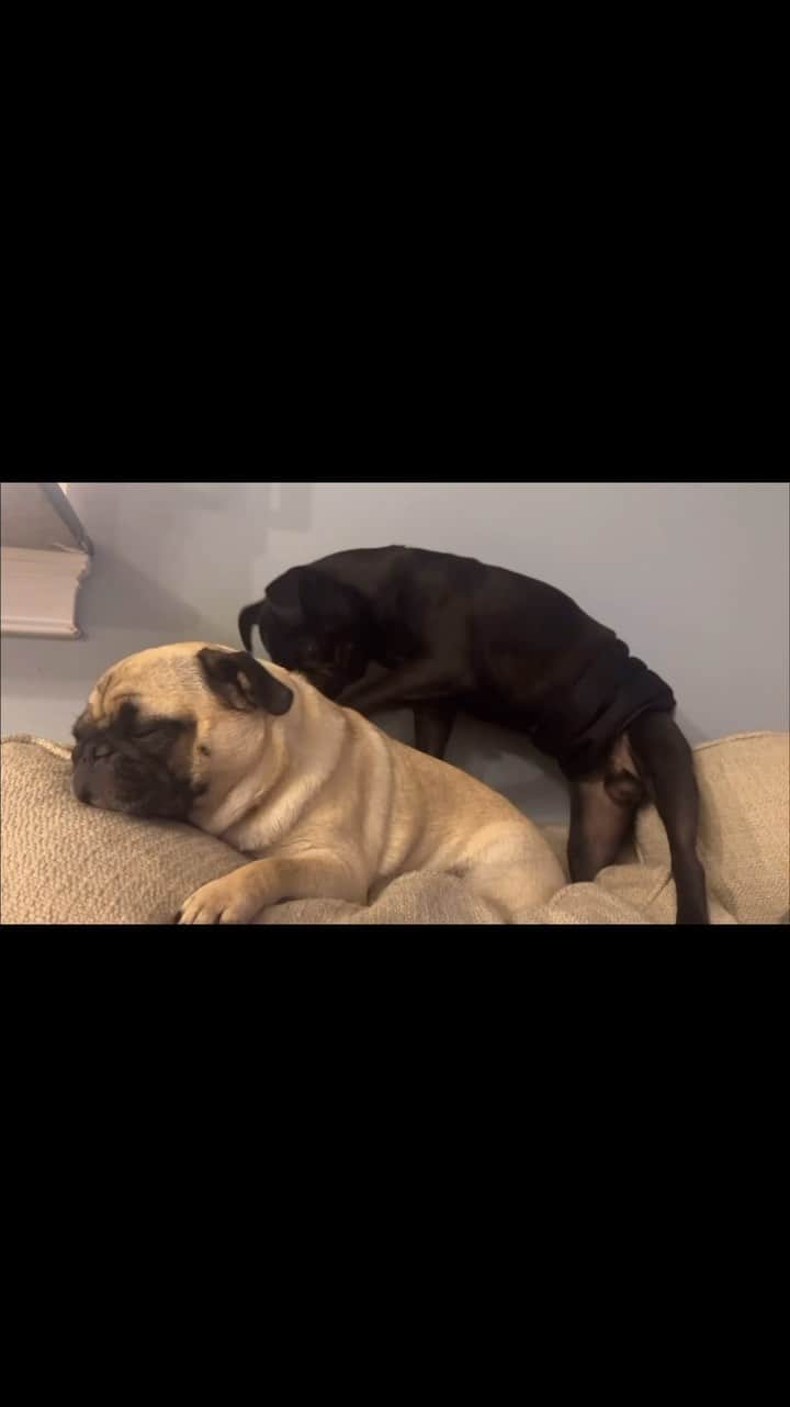 DogsOf Instagramのインスタグラム：「@tobyandthebish getting that deep tissue work we all need 💆 #pawssage   . . . #dogmassage #dogsofinstagram #puggram #dogbesties #funnydogvideos #dailyfluff」