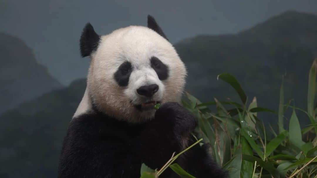 スミソニアン国立動物園のインスタグラム：「❤️🐼 Whether she is shaking snacks out of a puzzle feeder or sliding down a snow-covered hill, giant panda Mei Xiang has given us countless reasons to smile. And, as a phenomenal mother to four cubs, she has not only contributed to her species’ survival, but also to conservationists’ collective knowledge about panda biology, breeding and so much more. Thanks for the memories, Mei Xiang. #PandaStory @smithsonian」