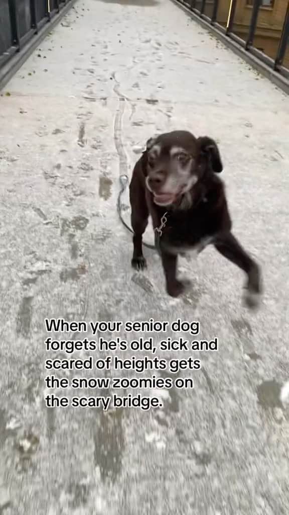 のインスタグラム：「All it takes are a few snowflakes to unlock Harry’s full zoomies 🥹❄️ Fetched w/ permission from @/lmandersson on TT   #happyseniordog #seniordogzoomies #seniordogsofinstagram #seniordogsrock #dogsofinstagram」