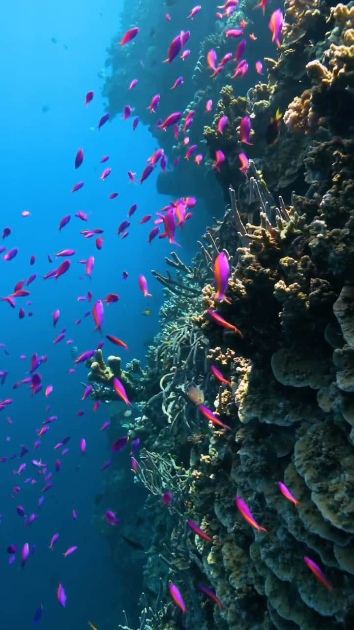 Discover Earthのインスタグラム：「@alexkyddphoto uncovers the wonders beneath the surface. Do you like it? 🪸🌊  📍 Indonesia  🇮🇩 #DiscoverIndonesia with @alexkyddphoto」