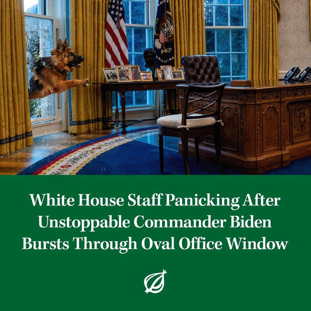 ジ・オニオンのインスタグラム：「“No, boy, no—oh God!” a Secret Service agent screamed an instant before the recently exiled first dog vaulted off a sofa and ripped out his throat, splattering blood on the Resolute desk as all remaining personnel fled from the room. ⁠ ⁠ Visit link in bio for full story.」