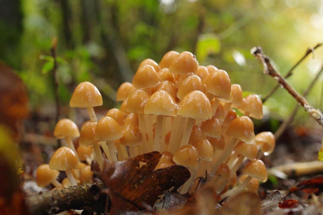 Ricoh Imagingのインスタグラム：「How to resist to a nice mushroom pic ? . . 📸: @pecorpics  📸: Pentax KP  Lens: Pentax-M SMC 35 mm f2.8 . #PentaxKP #pentaxm35mmf28 #shootPENTAX #teampentax #pentax #mushrooms #forest #autumn」