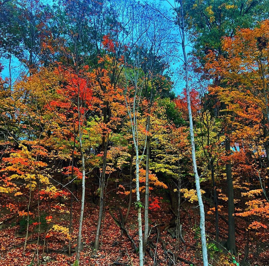 ローラ・ヴァンダーヴォートのインスタグラム：「It’s officially gloomy, dark & freezing rain here today 😩 so a throwback to last week when it was colorful and un-seasonably warm. Goodbye sweet fall, we hardly knew you. 🍁 🍃」