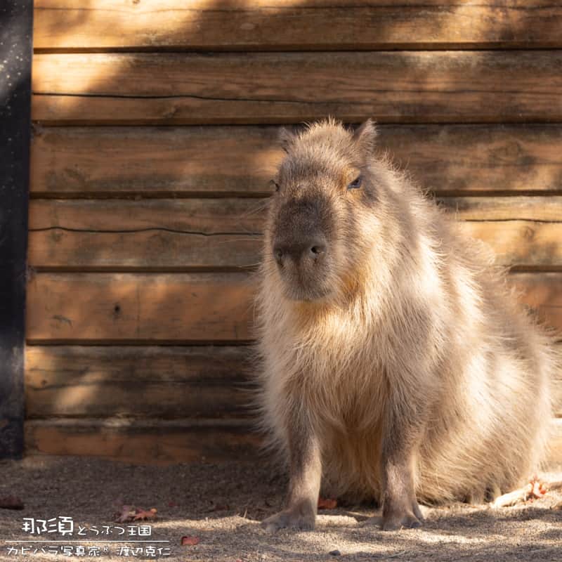 渡辺克仁さんのインスタグラム写真 - (渡辺克仁Instagram)「おはようございます。  #カピバラ #水豚 #capybara #おはよう」11月9日 7時00分 - katsuhito.watanabe