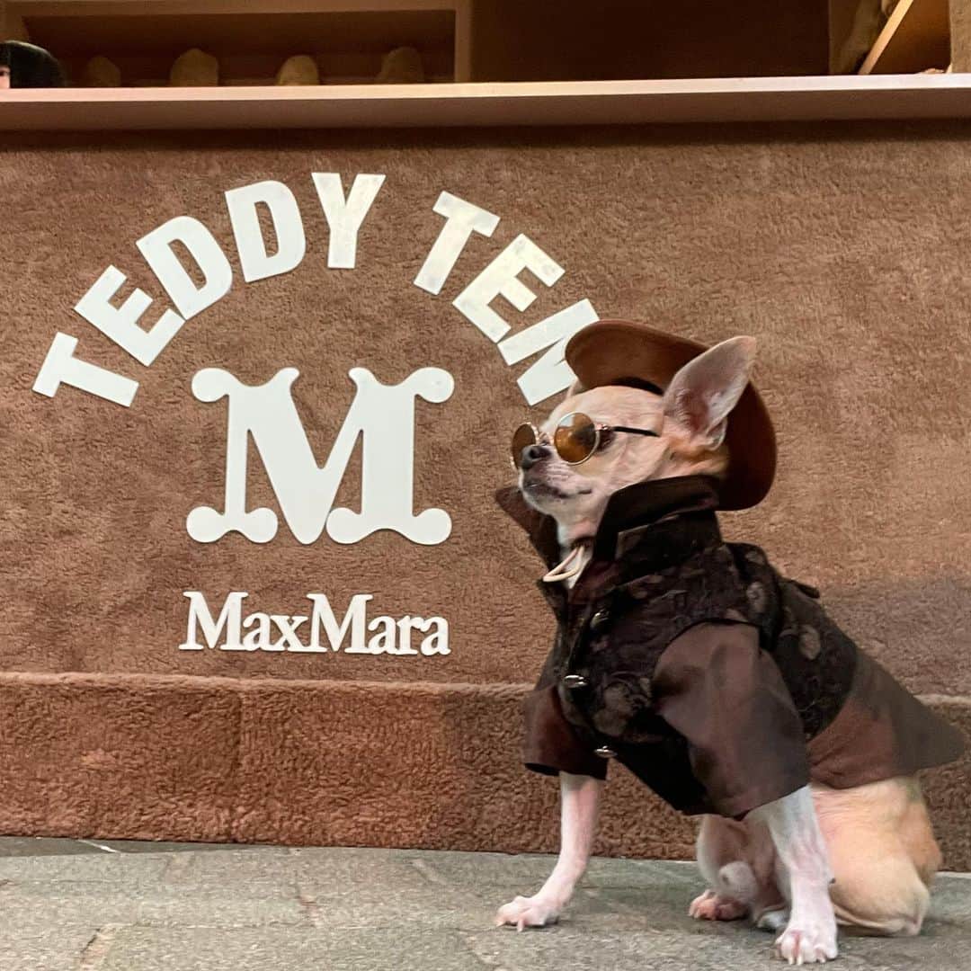 のインスタグラム：「@maxmara ✖️M ontjiro 六本木ヒルズでmaxmaraのポップアップ Mは紋次郎のMのはず！  #dog#dogstagram#instadog#chihuahua#barkbox#mydogiscutest#buzzfeed#dog_features#fluffypack#barkpack#dogsofinstagram#犬#チワワ#手作り#handmade#着物#fashion#紋次郎一家#チーム茶#ふわもこ部#igersjp#peco犬部#dogfashion #whisky#maxmara」