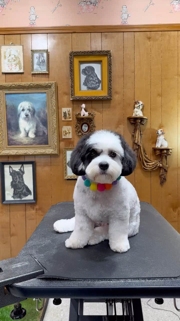 JessRonaGroomingのインスタグラム：「Part 2 of Sunshine the Cavachon’s marvelous ASMR spa day 💅✨ the full tutorial is now available in my Ears, Nose & Toes online course   #dogasmr #cavachon #doghaircut #jessronagrooming」