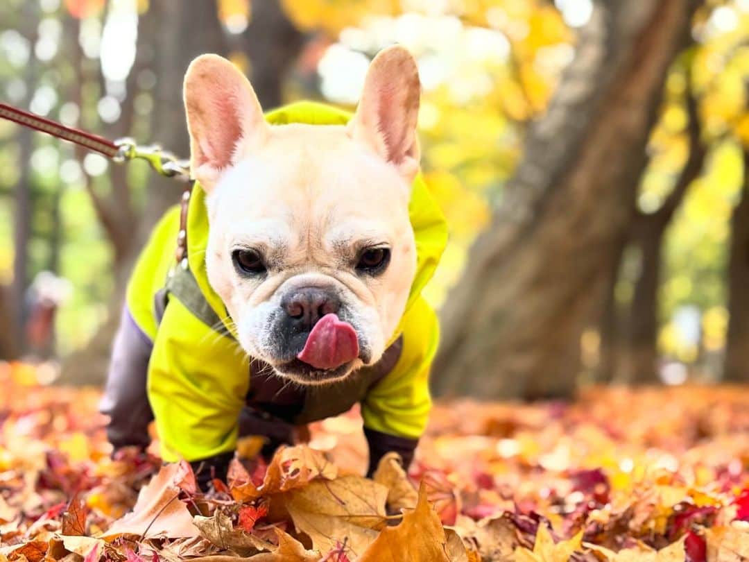 菊地友弘のインスタグラム：「深まる秋🍂 落ち葉を踏む音が楽しいみたいです！ #フレンチブルドッグ #frenchbulldog #秋 #autumn #落ち葉  #散歩 #菊地友弘 #htb」