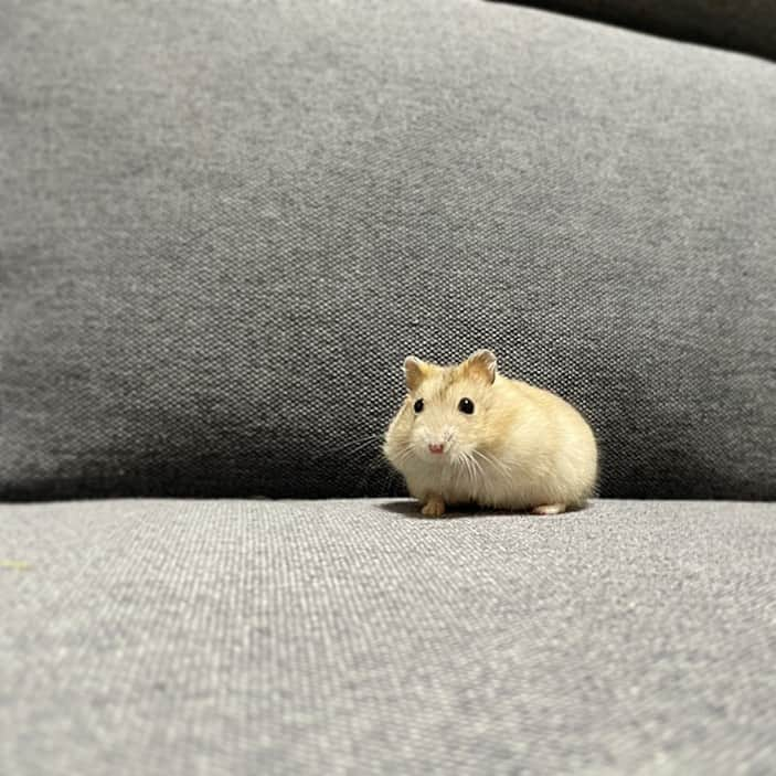 hamster_mocoさんのインスタグラム写真 - (hamster_mocoInstagram)「るんるん♪( ◜ω◝و(و "  ソファんぽ中のゆずちゃん🐹🍊 るんるん嬉しそうなお顔が可愛い🤭♥️ 2023.11.9 ✼••┈┈••✼••┈┈••✼••┈┈••✼••┈┈••✼ #ハムスターゆず#ハムスター#ジャンガリアンハムスター#ジャンガリアン#ジャンガリアンプディング#プディングジャンガリアン#イエロージャンガリアン#ふわもこ部 #モフモフ#ペット#親バカ部 #hamster#djungarian#hamstagram#hammy#happy_pets#PET_OF_OUR_WORLD#igersjp#ig_japan#instapet#weeklyfluff#kawaii#cute#仓鼠#정글리안#햄스터」11月9日 8時19分 - asahi.fl