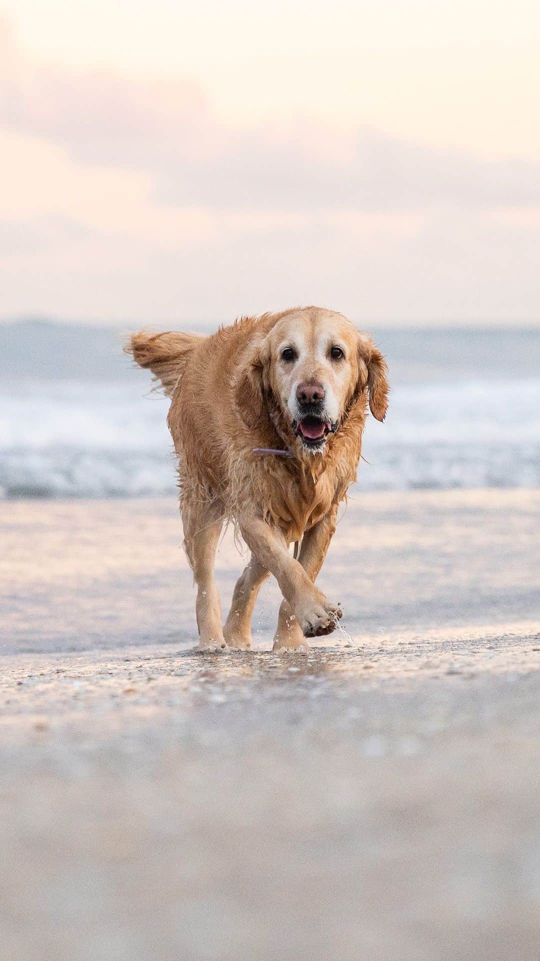 The Dogistのインスタグラム：「Lexi, Golden Retriever (5 y/o), Bark Park Dog Beach, Boca Raton, FL • “She thinks she’s human. She’s my best friend – we’ve traveled all across the world. We came from Iran together. I usually spend my weekends on her – I take her swimming.”」