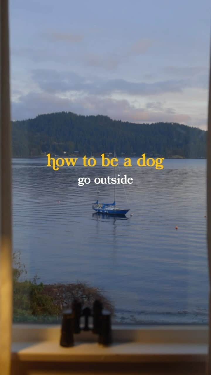 Andrew Knappのインスタグラム：「How to be a dog: go outside.  Of all the studies out there, my favourite is that within minutes of being outside, cortisol (your stress hormone) reduces, and endorphin levels and dopamine production go up. Your blood pressure goes down, your muscles relax, and your brain activity spikes.  No wonder dogs love it so much.  🎶 Jeffrey Silverstein - A Dog’s Age @jeffreee」