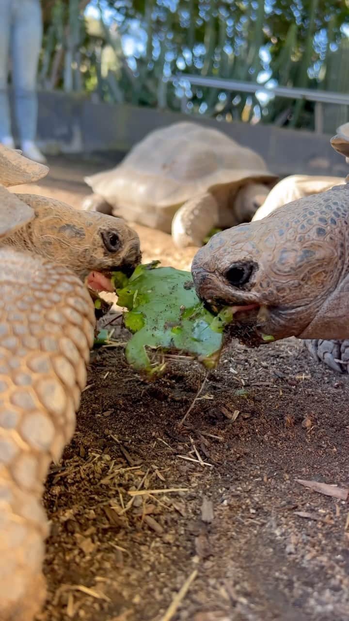 San Diego Zooのインスタグラム：「Sharing doesn’t exist at the kids table 🐢  Featuring our tort-ally awesome new additions: four 8-year-old Western Santa Cruz Giant Tortoises.  #GalapagosTortoise #Kids #Thanksgiving #SanDiegoZoo」