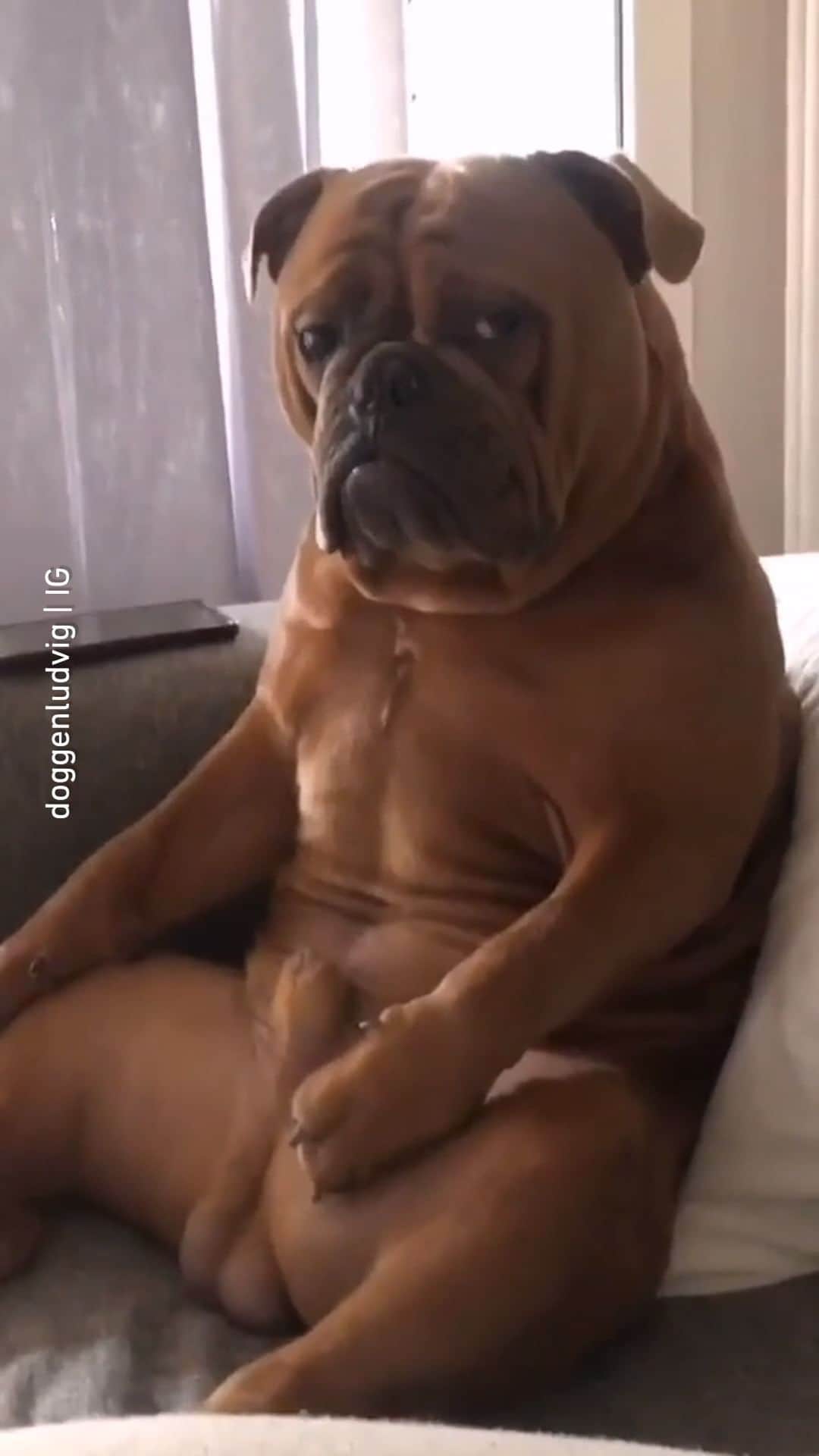 8crapのインスタグラム：「Just chilling 📹 @doggenludvig - #barked #dog #doggo」