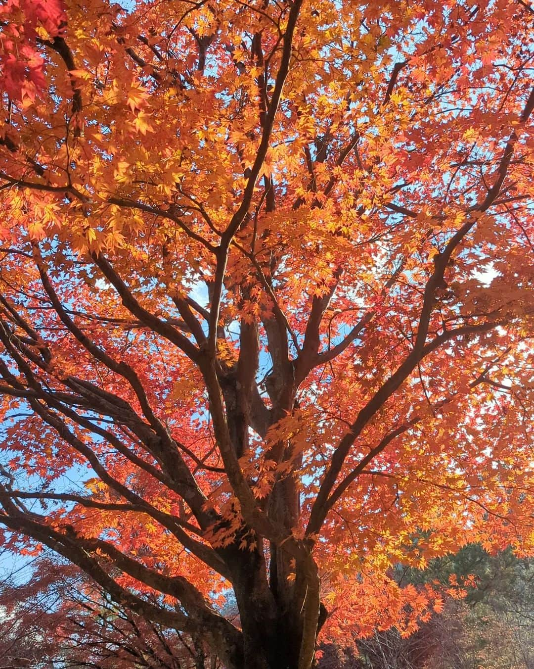 Hiromi Tomiiさんのインスタグラム写真 - (Hiromi TomiiInstagram)「#嵐山　 で、 #紅葉狩り #🍁 . . #yoga#筋トレ#ダイエット#ボディーメイク #筋トレ女子#ダイエット仲間募集　 #kyoto #京都　#kyotojapan」11月23日 19時02分 - hiromi.tomii