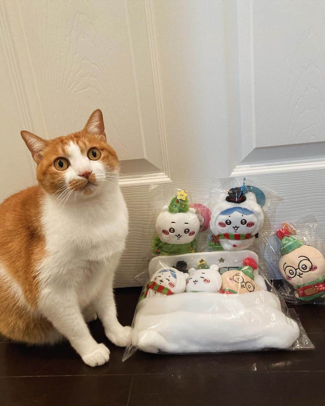 いちタルのインスタグラム：「🐈🐈🐈🐈🐈🐈 11/23㊗️池袋POP UP ストア初日参戦 先日の新作発売日に ネット販売で買い損ねたクリスマス限定商品 ・ハッピーホリデーなマスコット ・ハッピーホリデーなおやすみベッドと繋がるマスコットセット ネット売り切れ、実店舗のちいかわランドも売り切れ 現状手に入れるのは 常設じゃないイベント店舗の POP UP ストアを狙うしかなくて 23日（祝）10時から池袋南口改札前広場で開催！ 確実にゲットする為には初日、早朝狙いしかない！ ということで ちい活先輩の妹と参戦。 いくらなんでも始発じゃ5時前に着いちゃうし 5:30着くらいで大丈夫だろw …という謎の自信（いや、流石に5時前はないだろう） 実際着いてみたら…既に200人くらいの長蛇の列😱 え⁉︎どういうこと⁉︎ X(旧Twitter)で調べたら… どうやら某国の転売ヤーがバイト集めて 駅のシャッター開く前まで外で並ばせて シャッターダッシュ💨を図ったという情報。 もう唖然とするしかなかった 整理券配布を待つしかなくて（それでも何時入店の枠よ⁉︎在庫はもつのか⁉︎） 待ってたら横入り合流する某国の人 スタッフさんに「後ろに並びなさい」と咎められてC国語で文句言いながら 並び直すおばちゃん かと思うと次は「二列に並んでください」 というスタッフの声かけと同時に またもやしれーっとどこからか来て 二列に割り込みするおばちゃん スタッフさんに「ダメです！最後尾に並んで！」と怒られると 「え？だって今二列に並んでって言ったでしょ！」 と言い返す始末。「え？あなたの言ってる意味が分からないのだが？」 スタッフさんも負けずと「ダメです！」と キッパリ注意すると 「もっと分かるように説明しなさいよ💢」 とキレ気味に捨てゼリフ吐きながらその場を去ったおばちゃん。 いやいや…「そんなことも分からないなら並ぶな！」状態。 この2件、私と妹が並んだ目の前での出来事。 もらった整理券は…朝5時半に並んで14:20入店 こりゃ〜一度帰宅しよう😅ということで一旦帰り再び池袋へ。 PARCOでのんびり昼食。整理券の集合時間少し前に行くと既に5人くらいの団体某国の人が並んでいて… あ、朝並んだ時に私達の二つ後ろに並んでた団体だわ… 整理券には番号もふってあり、スタッフさんに確認すると 「整理券番号順に並び直すので、今並んでも無駄ですよ」 と言われ… それなのに実際の時間になると 「番号は関係ありません！」と言い切られて は？番号の意味は？さっき違うスタッフさんと言うこと違うし！ なーんか納得いかないんですけど💢 刻々と在庫が減るわけで…下手すると数人の違いで 早朝からの努力が水の泡になるわけだし😢 …なんか納得できない 結果的には買えたからいいけどさ😓 Xの情報を集めると…本当に転売ヤーが酷くて 現地でも日本語よりもC国語の方がバンバン飛び交ってて… 明らかに「ちいかわ知らないでしょ？」風な集団も多く見られて… 残念！本当に残念！ なんか、新作出るたびにハードル上がってて もう辛いよぉ〜😭 今回、近かったからまだ楽な方だったけど 遠方からの始発でようやく着いたら 整理券配布は7時前に終わってた〜 な人もいたりして… マジでクソだわ。 転売ヤーがいなくなるだけでどれだけ買いやすくなることか…。 もう ちいかわは素人さんは「触るな危険」案件になってきてるよ（泣） 可愛い推し達が金儲けの道具にされてると思うと 本当に悲しい😭を心底思い知らされた一日でした。 🐈🐈🐈🐈🐈🐈 #ちいかわ #池袋POPUP #転売ヤー滅びろ  #ハッピーホリデーなマスコット  #ハッピーホリデーなおやすみベッドと繋がるマスコットセット  #猫 #ねこ #ネコ」
