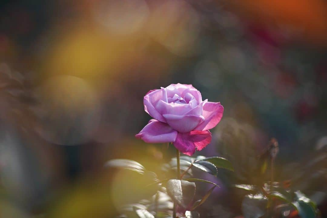 花の写真館さんのインスタグラム写真 - (花の写真館Instagram)「Photo by Fumihiro Aiba. . Original Post[投稿いただいたURL] https://www.facebook.com/photo.php?fbid=810139523544918 . 本アカウントは、 #私の花の写真 をつけてInstagramに投稿された皆さまの花の写真や、「花の写真館」Facebookページで投稿された花の写真を紹介します。 「花の写真館」Facebookページは、「 @floral.photograph 」のプロフィールにあるURLからご覧ください。 . ※各種法令、マナー、関係者の指示に従った撮影をお願いします。 *Please ensure that your photography adheres to all relevant laws, etiquette, and instructions issued by authorized persons. ※本アカウントは東京カメラ部がFacebook、Instagramのサービスを利用して運営しているもので、Meta社・Instagramとは一切関係ありません。 . #花の写真館 #floralphotograph #floralphoto #flower #flowers Follow: @floral.photograph」11月23日 19時30分 - floral.photograph