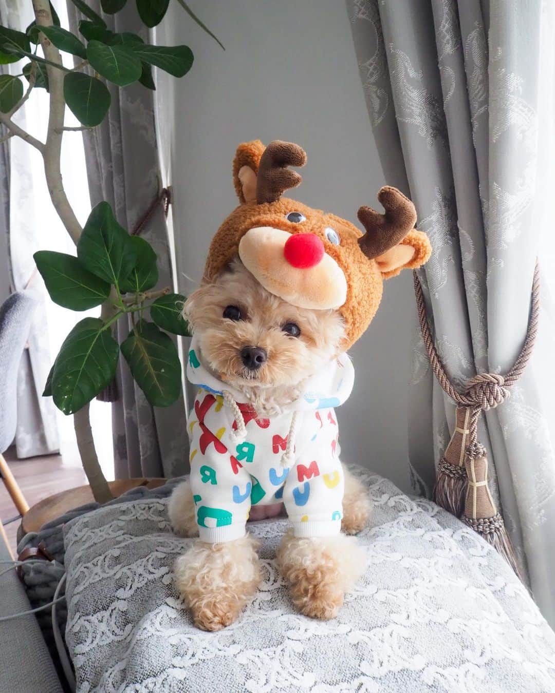 くるみたんのインスタグラム：「まじだるちゅぎぃぃい😑😑😑  #とにかく不機嫌くるみたん #チョッパーみたいで可愛いんだけどね〜 #クリスマスはこれでいく？  #超予約困難犬 #プードル #トイプードル #ティーカッププードル #犬 #ふわもこ部  #犬バカ部 #アプリコット #パピー #ペット #poodle #toypoodle #teacuppoodle #dog #dogstagram #instadog #puppy #tokyo #くるみたん」