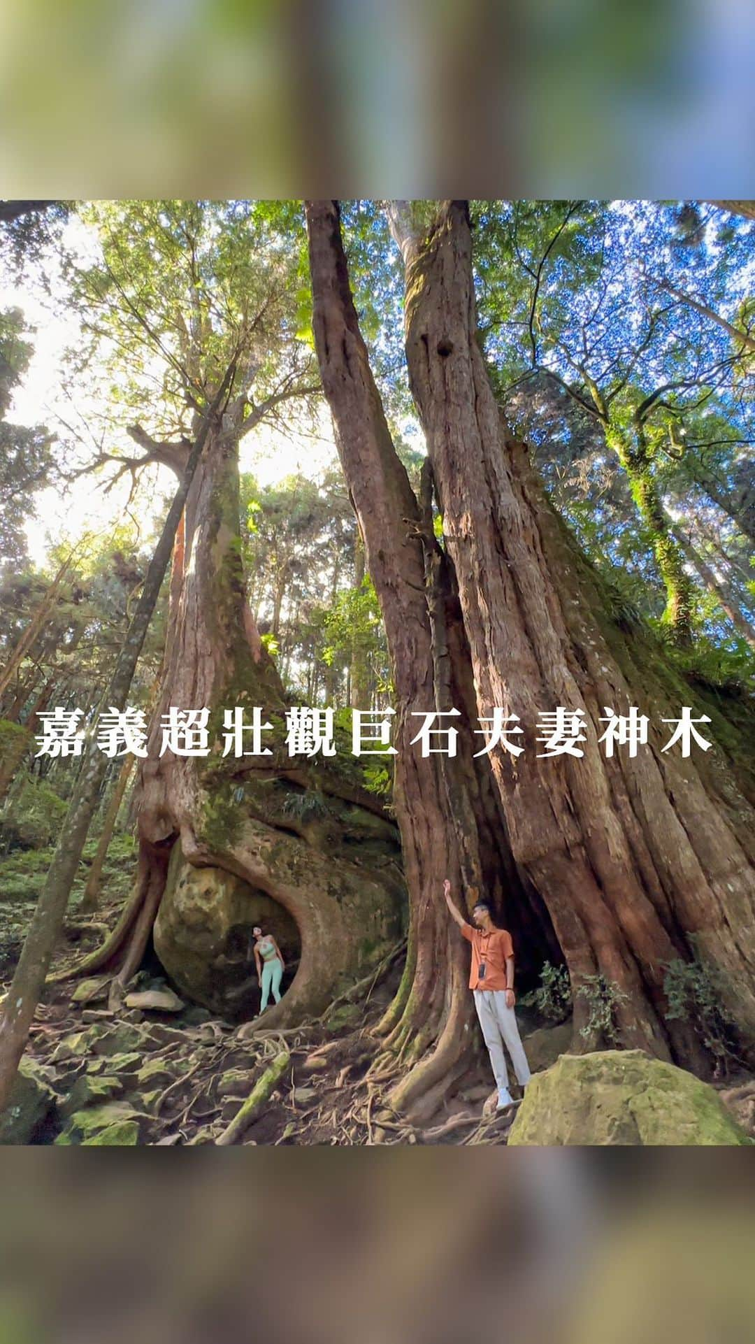 樂のインスタグラム：「嘉義超壯觀夫妻巨石神木秘境。你們去過了嗎🌳 Tag你想一起去嘉義旅行的人 📍嘉義。二萬坪巨石神木 抱石神木須從阿里山青年活動中心旁的鐵道走進去約20分鐘 地址 : 嘉義縣阿里山鄉香林村二萬坪106號 #嘉義#嘉義景點#嘉義旅遊 #chiayi#chiayitravel #阿里山#阿里山森林遊樂區 #神木#台灣#台灣景點」