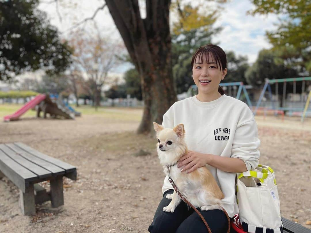 本田朋子さんのインスタグラム写真 - (本田朋子Instagram)「久しぶりにナナさんを連れて公園へ。 息子とフリスビーで遊んでいたら汗ばむくらいの公園日和でした。 落ち葉の絨毯に寝転び、全身で秋を感じていた息子。笑  公園でたくさん遊んだあとは、大大大好物のスコーンを買いに寄り道。 こだわり抜いた材料で作られたスコーン。 このスコーンとホットコーヒーでスタートする朝が最高すぎて、ストックしておかないと不安になるほど。 今から明日の朝が楽しみです♡  #チワワ #いぬすたぐらむ  #5歳 #男の子ママ」11月23日 20時00分 - tomoko_honda_official_phonics