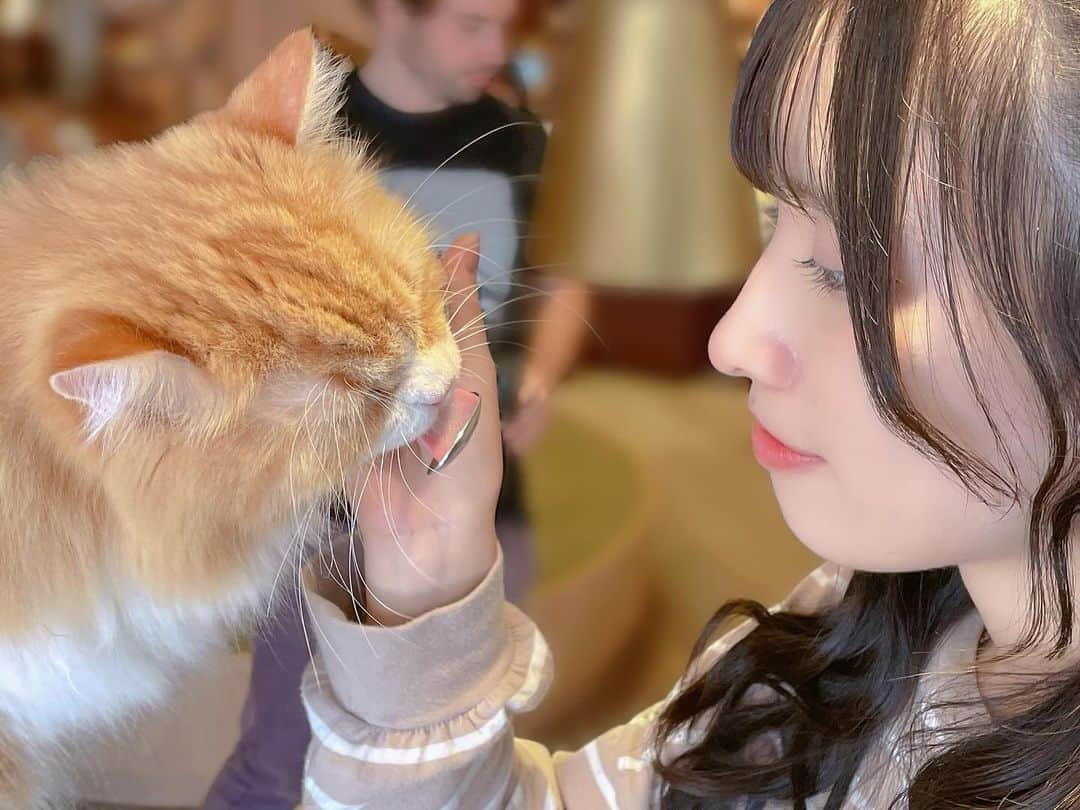 橋本麗愛さんのインスタグラム写真 - (橋本麗愛Instagram)「ここの猫カフェ、推しの声優さんが取材の時に使ってたので、聖地巡礼してきました😊  私が実家で飼ってる猫ちゃんと同じ種類の子がいてとても可愛いかった🐱   #猫カフェ  #猫カフェmocha  #声優  #新しい上司はど天然」11月23日 20時33分 - rena_hashimoto