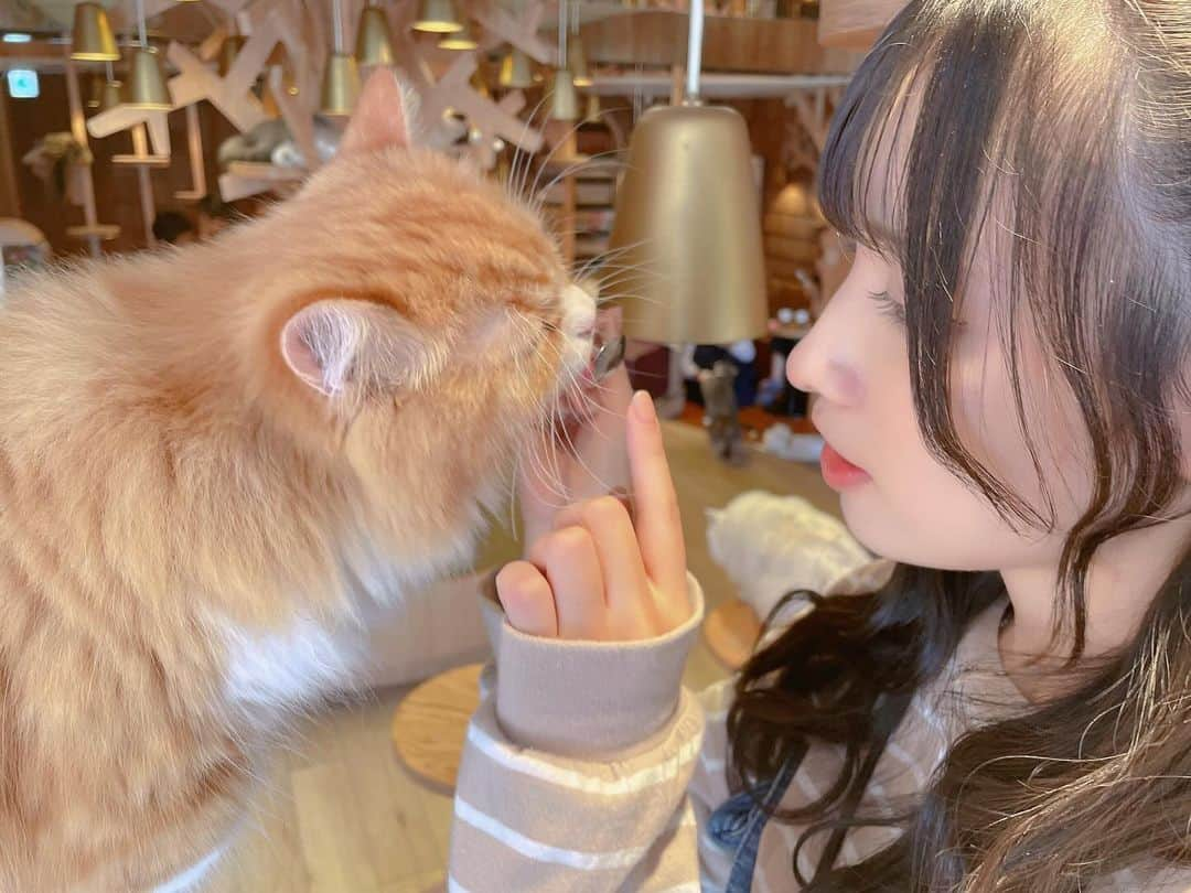 橋本麗愛さんのインスタグラム写真 - (橋本麗愛Instagram)「ここの猫カフェ、推しの声優さんが取材の時に使ってたので、聖地巡礼してきました😊  私が実家で飼ってる猫ちゃんと同じ種類の子がいてとても可愛いかった🐱   #猫カフェ  #猫カフェmocha  #声優  #新しい上司はど天然」11月23日 20時33分 - rena_hashimoto