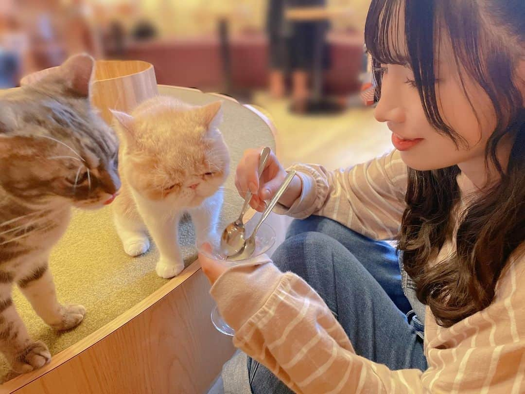 橋本麗愛さんのインスタグラム写真 - (橋本麗愛Instagram)「ここの猫カフェ、推しの声優さんが取材の時に使ってたので、聖地巡礼してきました😊  私が実家で飼ってる猫ちゃんと同じ種類の子がいてとても可愛いかった🐱   #猫カフェ  #猫カフェmocha  #声優  #新しい上司はど天然」11月23日 20時33分 - rena_hashimoto