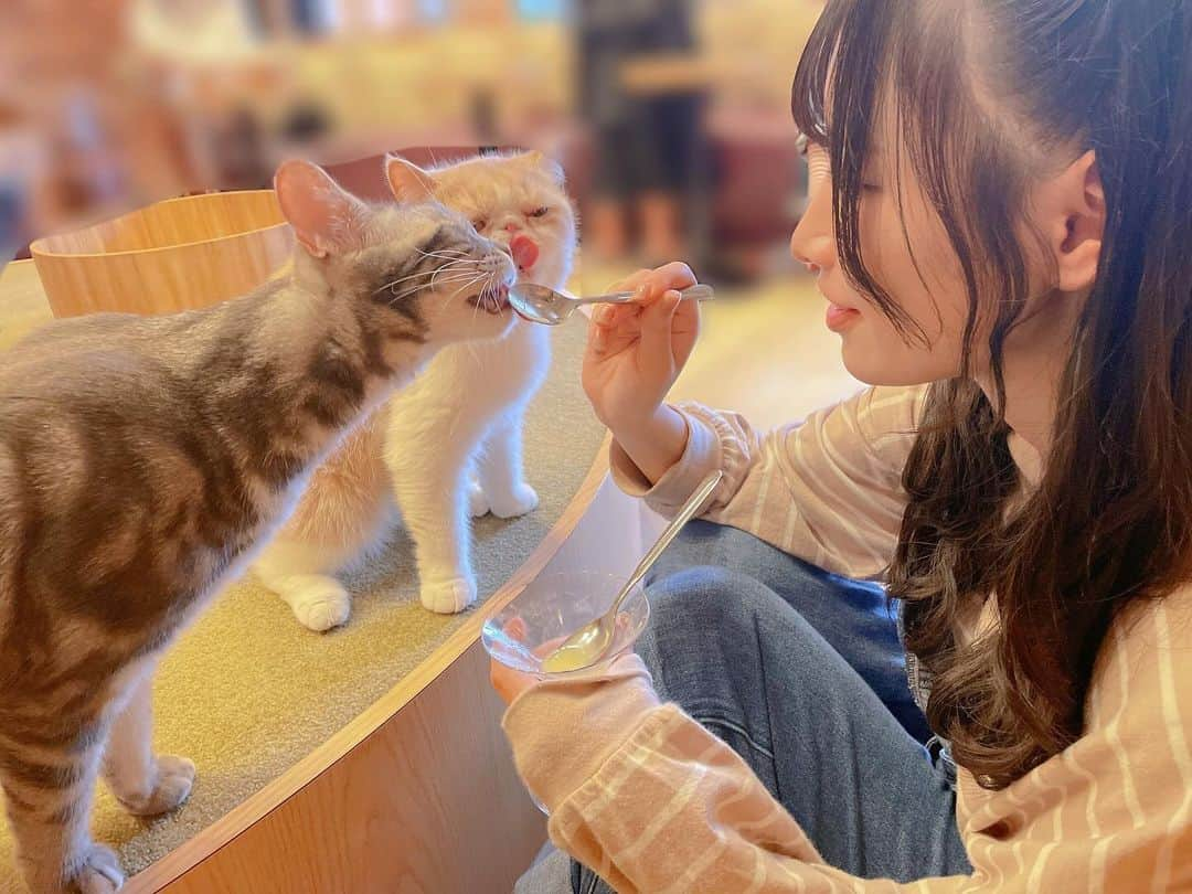 橋本麗愛さんのインスタグラム写真 - (橋本麗愛Instagram)「ここの猫カフェ、推しの声優さんが取材の時に使ってたので、聖地巡礼してきました😊  私が実家で飼ってる猫ちゃんと同じ種類の子がいてとても可愛いかった🐱   #猫カフェ  #猫カフェmocha  #声優  #新しい上司はど天然」11月23日 20時33分 - rena_hashimoto