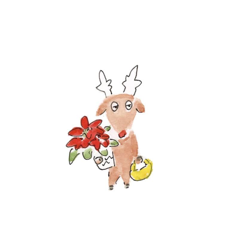 ハルペイのインスタグラム：「🎄 ポインセチア買ってきた✨☺️ . #クリスマス準備 #christmas  #クリスマス#christmascountdown  #ポインセチア#poinsettia  . #harupei#ハルペイ#doodle#draw#drawing#illustrator#illustration#japan I#絵#雑貨#湘南#イラスト#イラストレーター#ゆるい」