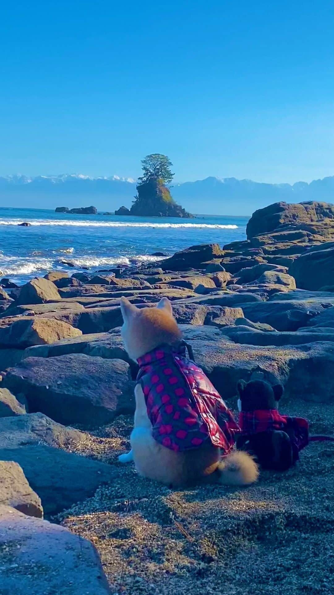 柴犬 けんしろう ゆりあのインスタグラム：「🐶🏔🌊  海の向こうにそびえ立つ 美しき立山連峰。  富山に生まれてよかったなぁと ふるさとを誇りに思う景色です。 . . 滞在時間10分だけどね。 この景色を見て 長居必要ないという父母よ😂  #雨晴海岸 #立山連峰 #富山 #toyama」