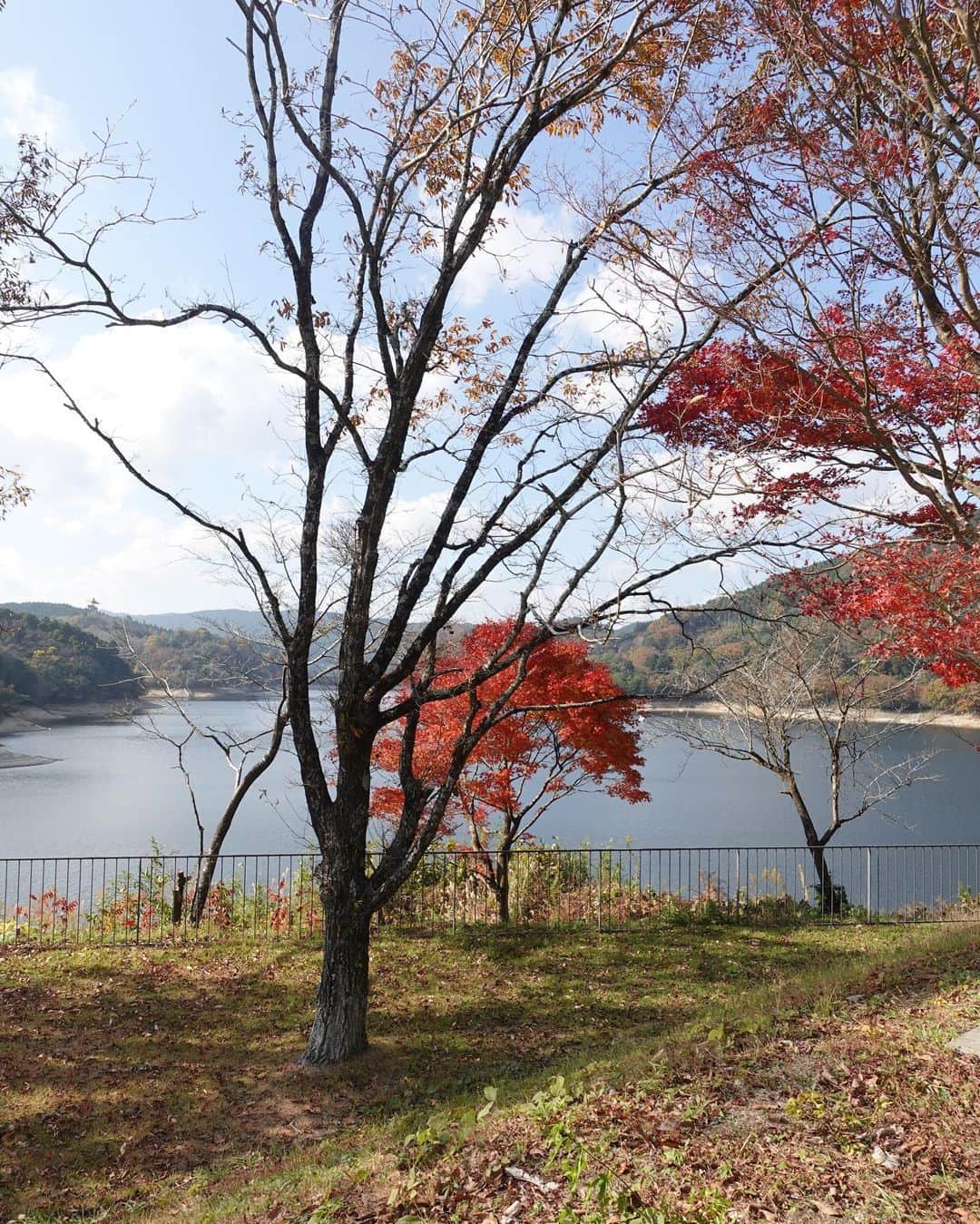 涼佳さんのインスタグラム写真 - (涼佳Instagram)「今日は家族でサイクリング🚴‍♀️  福岡に帰省しまして 父と母がよく2人で行ってるサイクリングできる公園へ🫶🏻 いつも2人仲良く行ってると思うと可愛い😂  紅葉が綺麗すぎてリフレッシュできた🍁」11月23日 21時07分 - _ryoka_870