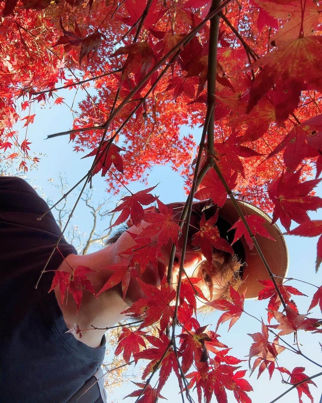 田鶴翔吾のインスタグラム：「紅葉から田鶴🍁  #高尾山 #田鶴翔吾 #紅葉」