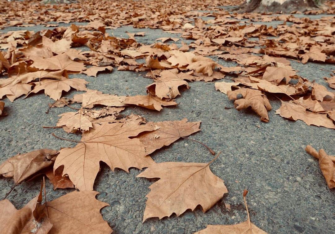 アマンダ・リゲッティのインスタグラム：「🍁 #happythanksgivingday」