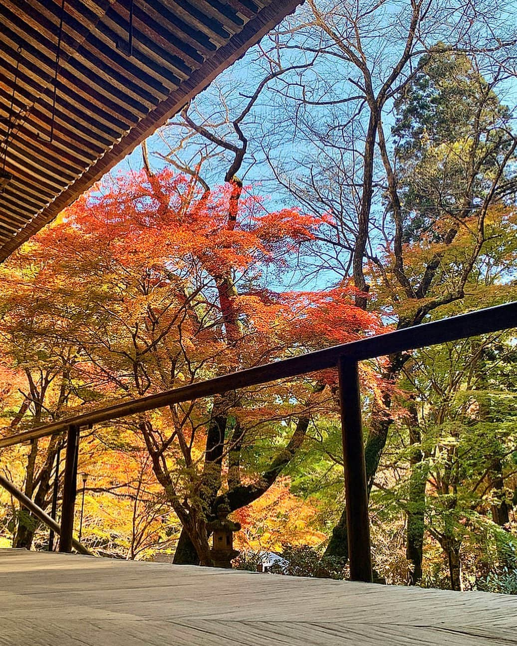 ree_mstorynのインスタグラム：「🍁 めちゃくちゃ きれいだった 初めて訪れた 室生寺 女人禁制だった高野山に対して 女性の参詣が許されていたことから 『女人高野』と呼ばれるそうです  🍁投稿に しばらくお付き合いください♡  #murouji_temple #nara #temple #uda #紅葉 #もみじ #もみじ🍁 #室生寺 #室生寺五重塔 #女人高野 #女人高野室生寺 #おとなの遠足 #秋の風景 #秋だね」