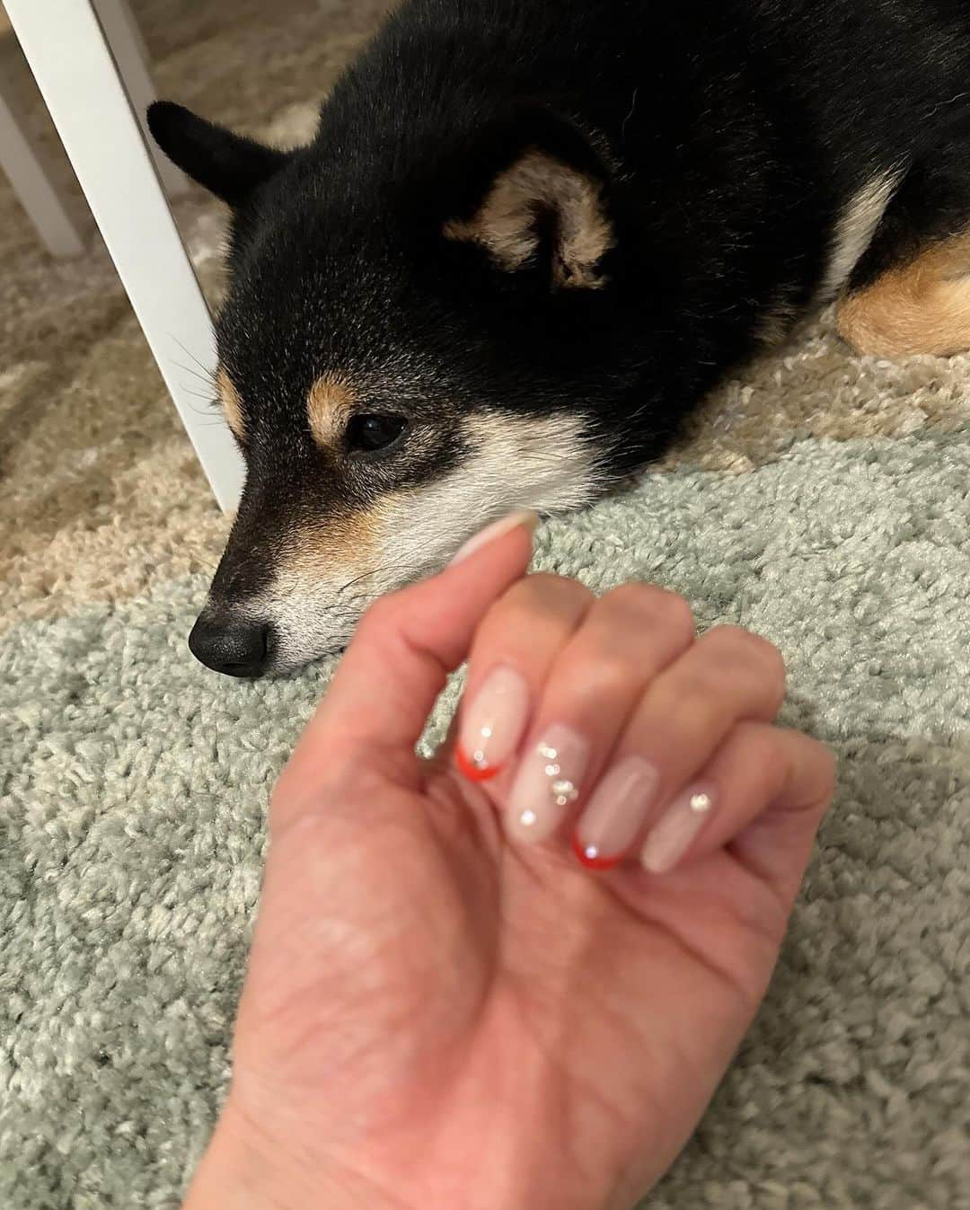 岩瀬玲さんのインスタグラム写真 - (岩瀬玲Instagram)「ネイルチェンジ💅  シンプルな感じに ほんとは濃い色にしようと思ったけど これにしました  クリスマス🎄っぽい感じで🥰 サブは興味なさそう😂  #冬ネイル #ネイルデザイン  #クリスマスネイル」11月23日 21時45分 - akirakkuma