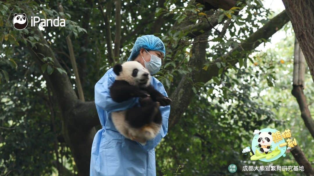 iPandaのインスタグラム：「You can totally see the love between baby panda and its nanny by their interactions. 🐼 🐼 🐼 #Panda #iPanda #Cute #HiPanda #PandaTime #BestJobInTheWorld #ChengduPandaBase   For more panda information, please check out: https://en.ipanda.com」