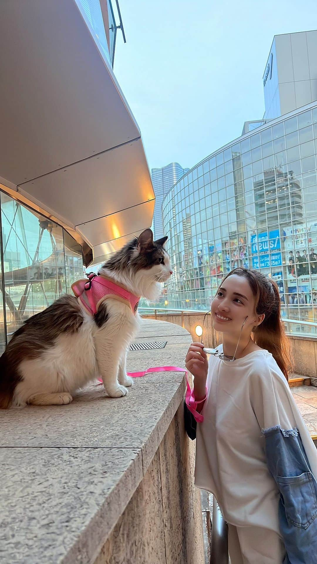 眞木美咲パメラのインスタグラム：「All the ppl going by us didn't notice this fluff was a cat😂🧡 @babyfrangelico   おっきくてふわふわで犬みたいな猫ちゃんだぜ  公園はあまり歩いてくれないけど六本木ヒルズの外ならちょっと歩いてくれるヒルズ猫🤷🏼‍♀️  #ノルウェージャンフォレストキャット #walkingcat #forestcat」