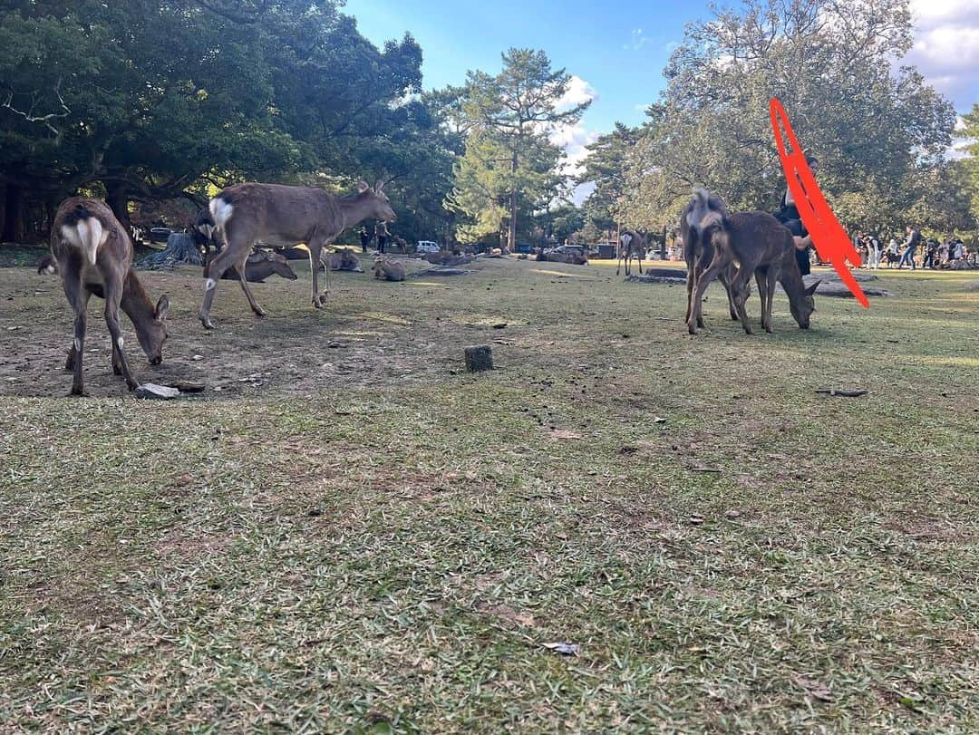 月野帯人さんのインスタグラム写真 - (月野帯人Instagram)「奈良公園の仔鹿さんすごく可愛かった(^^) また来年会いに行こ #奈良公園#仔鹿#鹿#奈良観光#奈良ランチ#続きはYouTubeで#月野帯人ちゃんねる#月野帯人#チャンネル登録よろしくお願いします #来月更新予定」11月23日 22時13分 - taitotsukino